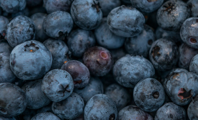 View of Antioxidants: What Are They and How Do They Help Dogs Fight Cancer? – Leaps