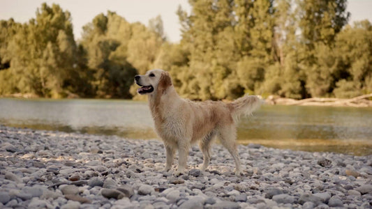 Should You Exercise Your Dog When He or She Has Cancer?