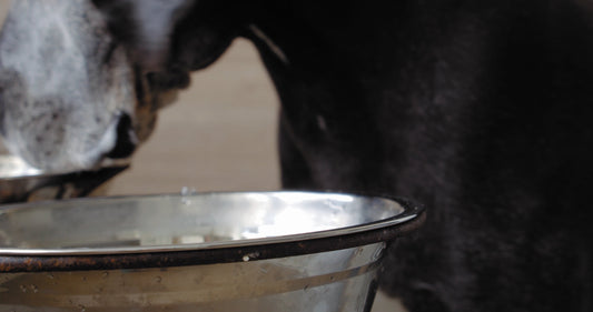 Home Cooking Meals for Your Dog: Benefits and Drawbacks