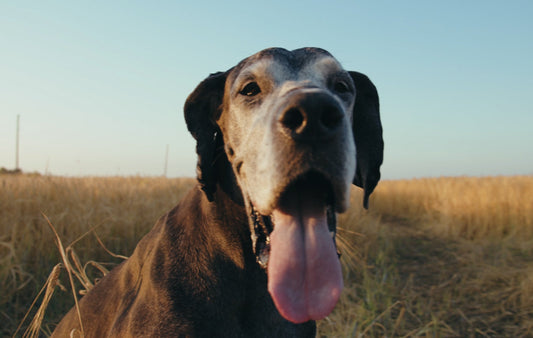 Maximizing Quality of Life with Your Senior Dog