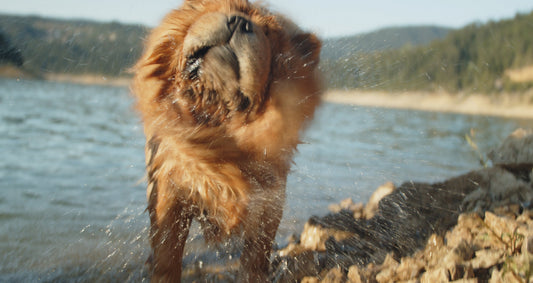 Cancer Detection: Tools and Resources