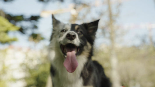 Understanding the Five Pillars of Cancer Treatment