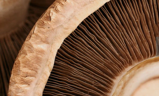 Medicinal Mushrooms: What Are They and Why Are They Important?