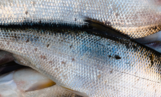 Omega 3 Fatty Acids: What Are These “Healthy Fats” and Why are They Important?